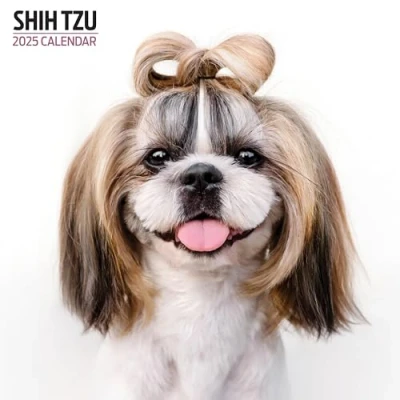 Obrázek Shih Tzu Kalender 2025 Modern