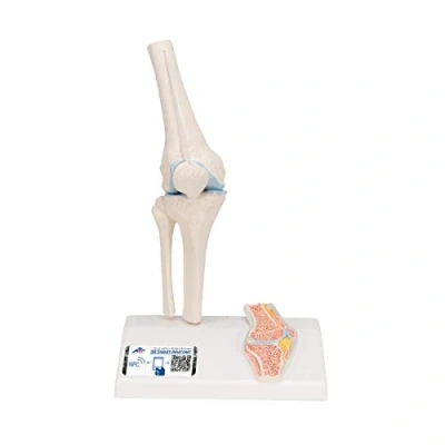 Obrázek 3B Scientific Lidská anatomie mini model kolenního kloubu s průřezem + bezplatná aplikace Smart Anatomy, A85/1
