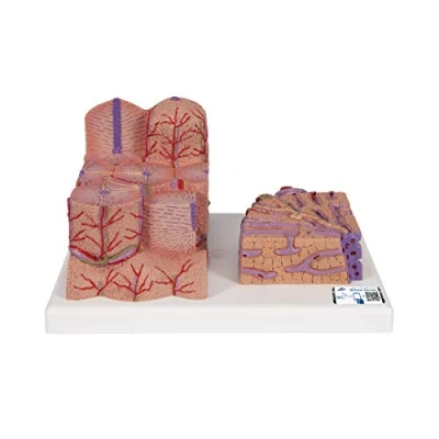 Obrázek 3B Scientific lidská anatomie MICROanatomyTM Leber + bezplatný anatomický software Smart Anatomy