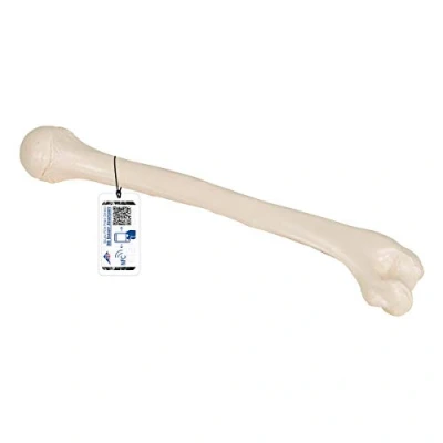 Obrázek 3B Scientific Humerus model A45/1, plus zdarma anatomický software Smart Anatomy (příp. ne v němčině)