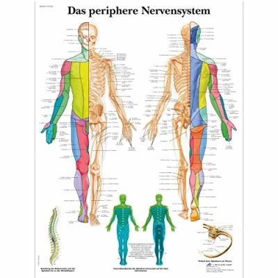 Obrázek 3B Scientific Učební tabule laminované periferní nervový systém