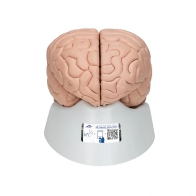 Obrázek 3B Scientific Lidská anatomie model mozku, 8dílný + bezplatná aplikace pro anatomii Smart Anatomy, C17