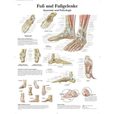 Obrázek 3B Scientific Výuková tabule laminovaná nohy a kotníky anatomie patologie