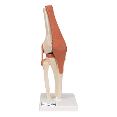 Obrázek 3B Scientific Funkční model kolenního kloubu A82/1 Deluxe + bezplatná anatomická aplikace Smart Anatomy