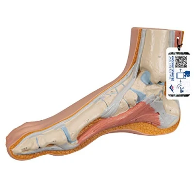 Obrázek 3B Scientific M30 model normální nohy + bezplatná aplikace pro anatomii Smart Anatomy