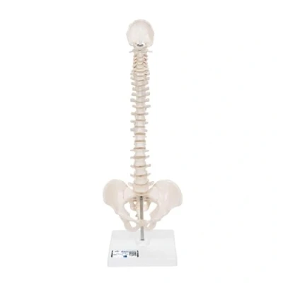 Obrázek 3B Scientific Lidská anatomie mini model páteře na stativu, elastický + bezplatná aplikace Smart Anatomy, A18/21