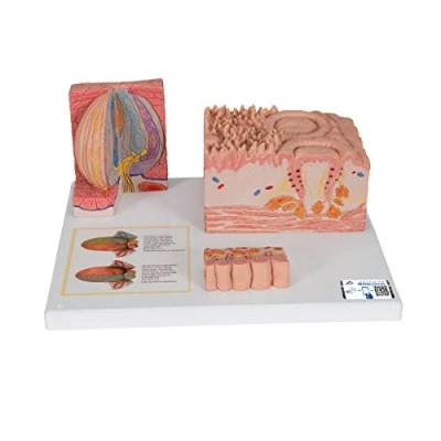 Obrázek 3B Scientific Lidská anatomie mikroanatomie™ jazyk + bezplatná aplikace Smart Anatomy