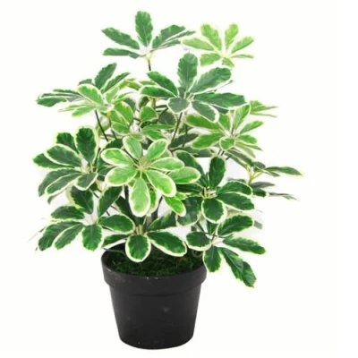 Obrázek Leaf Künstlicher Schefflera Arboricola Regenschirm, 55 cm, schwarzer Kunststoff Topf, Verschiedene Pflanzen, Hell