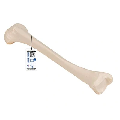 Obrázek 3B Scientific Model holeně A35/3 + bezplatná anatomie aplikace Smart Anatomy