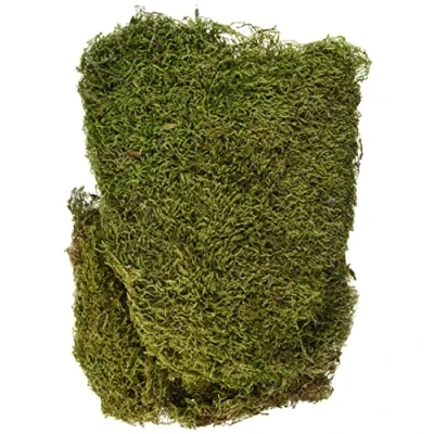 Obrázek Rayher Deskový mech, sušený, btl. 100 g, sušený dekorační 8508300
