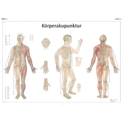 Obrázek 3B Scientific kalibr tabule Laminované tělo akupunkturní