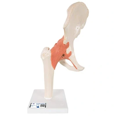 Obrázek 3B Scientific Lidská anatomie luxusní funkční model kyčelního kloubu + bezplatná aplikace Smart Anatomy, A81/1