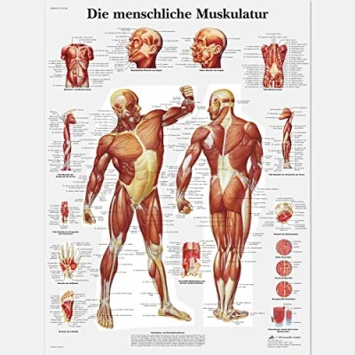 Obrázek Učební tabule lidská muskulatura 3B