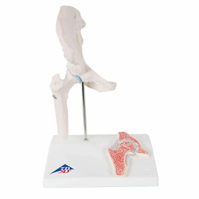 Obrázek 3B Scientific Mini kyčelní kloub A84/1 s průřezem + bezplatná aplikace pro anatomii Smart Anatomy