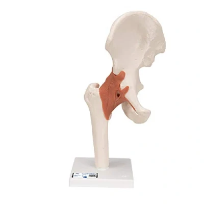 Obrázek 3B Scientific Lidská anatomie funkční model kyčelního kloubu + bezplatná aplikace pro anatomii Smart Anatomy, A81