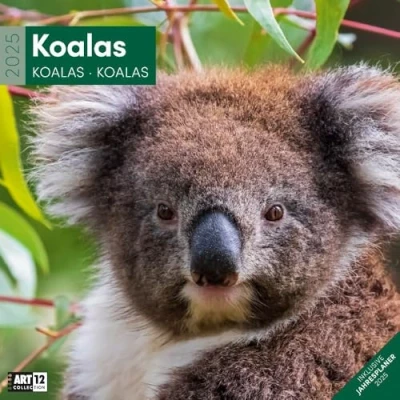 Obrázek Koalas 2025, Wandkalender/Broschürenkalender im Hochformat (aufgeklappt 30x60 cm) Art12 Geschenk Kalender mit Monatskalendarium zum Eintragen