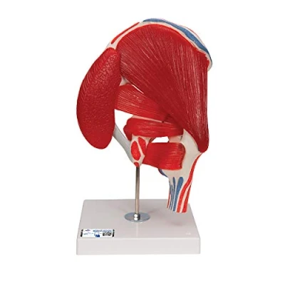 Obrázek 3B Scientific Lidská anatomie kyčelní kloub, 7dílná + bezplatná aplikace pro Smart Anatomy, A881