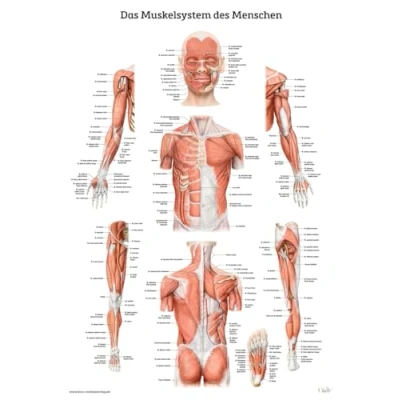Obrázek Das Muskelsystem des Menschen: Lernposter der menschlichen Anatomie