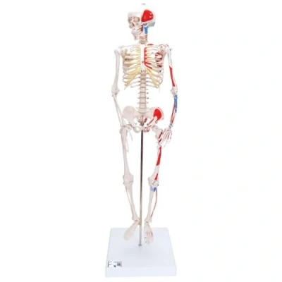 Obrázek 3B Scientific Lidská anatomie mini model kostry se svalovou malbou + bezplatná aplikace pro anatomii Smart Anatomy, A18/5
