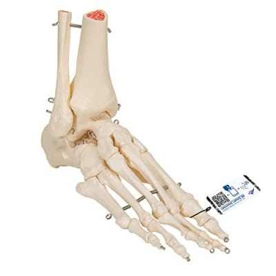 Obrázek 3B Scientific Model skeletu na nohu a kotník A31 + bezplatná aplikace pro anatomii Smart Anatomy