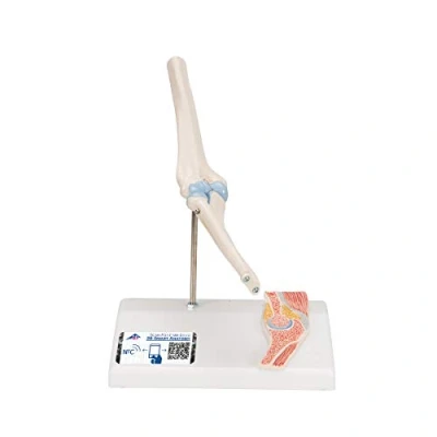 Obrázek 3B Scientific Lidská anatomie mini loketní kloub s průřezem + bezplatná aplikace Smart Anatomy