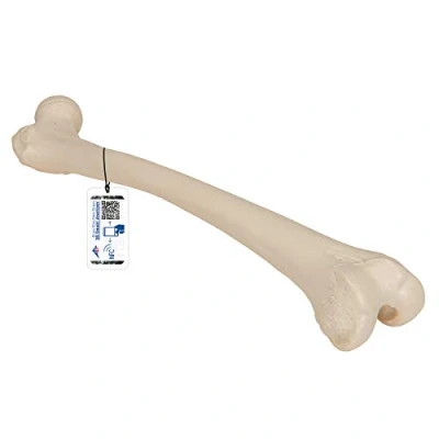 Obrázek 3B Scientific Model Femur A35/1 + bezplatná anatomie aplikace Smart Anatomy