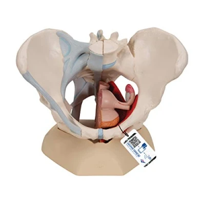 Obrázek 3B Scientific Lidská anatomie ženská pánev s pásky mediálním střihem díky svalstvu pánevního dna a orgánů, 4dílná + bezplatná aplikace pro anatomii Smart Anatomy, H20/3
