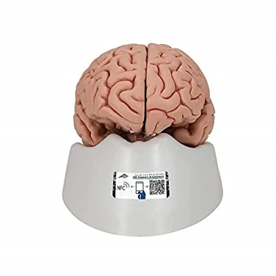Obrázek 3B Scientific Lidská anatomie klasický mozek, 5dílný + bezplatná aplikace pro anatomii Smart Anatomy