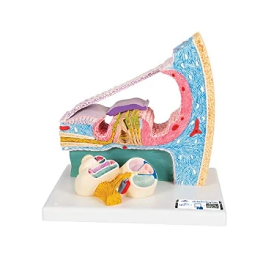 Obrázek 3B Scientific Lidská anatomie model vnitřního ucha kortického orgánu + bezplatná aplikace pro Smart Anatomy, E14