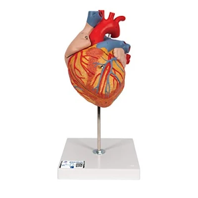 Obrázek 3B Scientific Lidská anatomie model srdce, 2násobná velikost, 4dílná + bezplatná aplikace chytrá