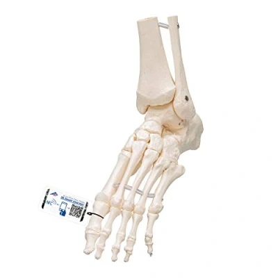 Obrázek 3B Scientific Volný model kostry nohou a kotníku + bezplatná aplikace pro anatomii Smart Anatomy