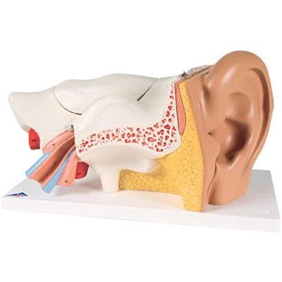 Obrázek 3B Scientific Smart Anatomy E11 model ucha, 3násobně zvětšený, 6dílný, vč. anatomického softwaru