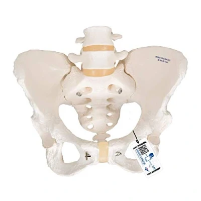Obrázek 3B Scientific Smart Anatomy A61 kostra pánve pro dámy + bezplatná aplikace anatomii
