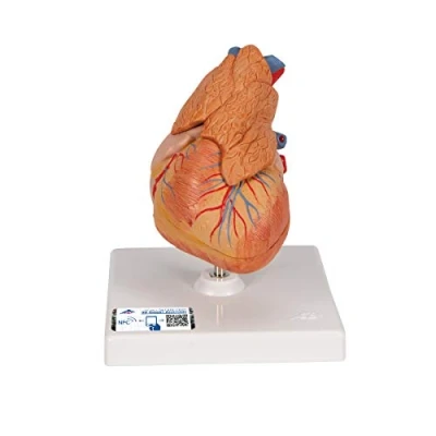 Obrázek 3B Scientific Lidská anatomie klasický model srdce s tymem, 3dílná + bezplatná aplikace pro Smart Anatomy, G08/1