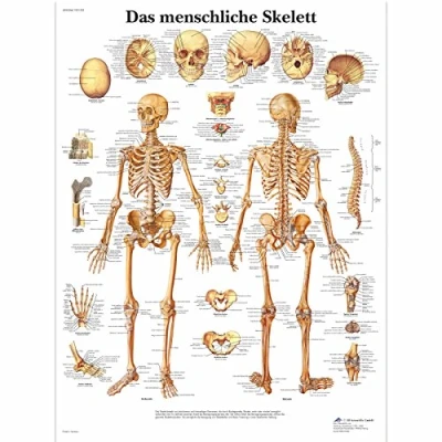 Obrázek 3B Scientific Učební tabule laminované lidská kostra
