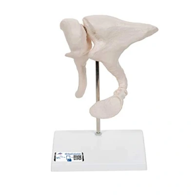 Obrázek 3B Scientific Smart Anatomy A101 model sluchového kotníku, 20násobné zvětšení + bezplatná aplikace pro