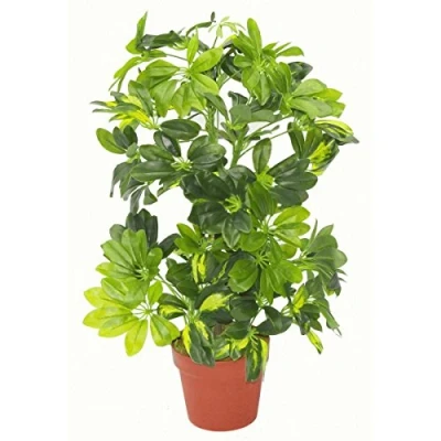 Obrázek Leaf Künstliche Schefflera Arboricola Pflanze Regenschirm, 75 cm, Goldfarben