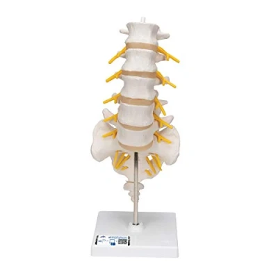 Obrázek 3B Scientific Lidská anatomie model bederní páteře + bezplatná aplikace Smart Anatomy