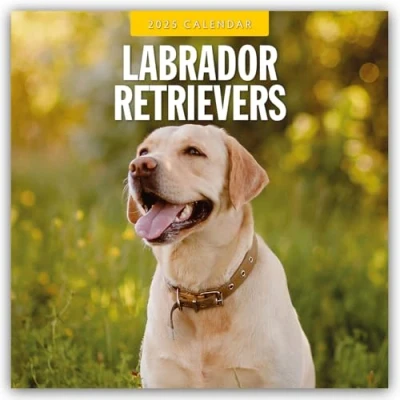 Obrázek Labrador Retrievers Retriever 2025 16 Monatskalender: Original Red Robin Publishing Ltd Kalender [Mehrsprachig] [Kalender] (Wall Kalender)